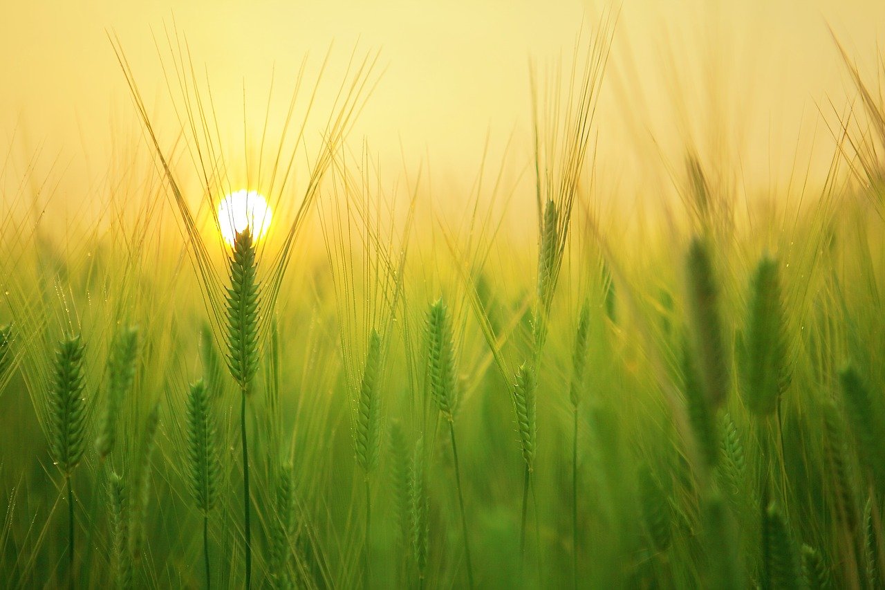 barley field, wheat, agriculture-1684052.jpg